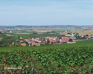 Marche populaire et sentier viticole sur le Mont Scharrachberg - Éric - 6