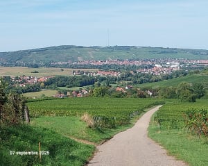 Marche populaire et sentier viticole sur le Mont Scharrachberg - Éric - 7