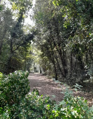 Forêt domaniale de Longeville-sur-Mer et bol d'air marin - Muriel - 2