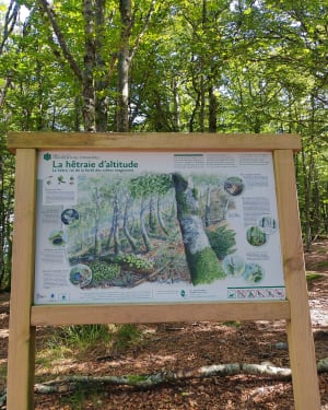 Randonnée autour du Hohneck et rêves vosgiens - Sylvie - 3