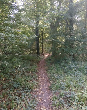 La Motte-au-Bois et ses forêts - Virginie - 7