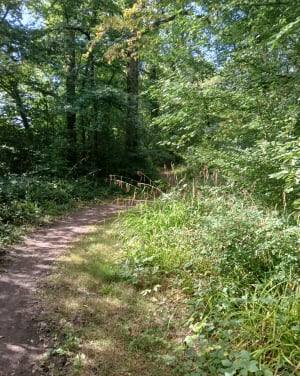 La Motte-au-Bois et ses forêts - Virginie - 11