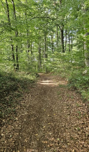 Balade en forêt - Mathieu - 2