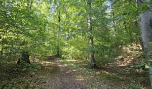 Balade en forêt - Mathieu - 5