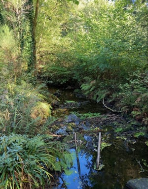 Balade dans la forêt domaniale de Clohars Carnoët - Emy - 8