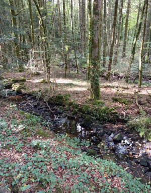 Balade dans la forêt domaniale de Clohars Carnoët - Emy - 7