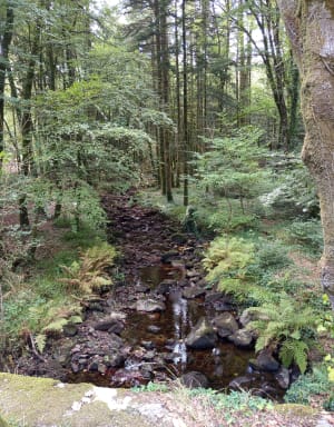 Balade dans la forêt domaniale de Clohars Carnoët - Emy - 9