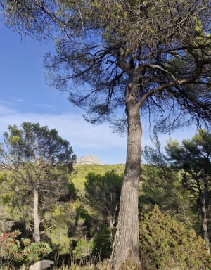 Barrage Zola et vue sur la Sainte Victoire. - Adrien - 10