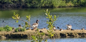 Bois des Cinq Tailles - Catherine - 7