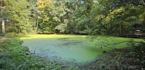 Bois des Cinq Tailles - Catherine - 4