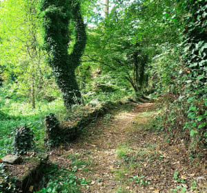 Dans la campagne de Pluherlin - Pluherlin - 5