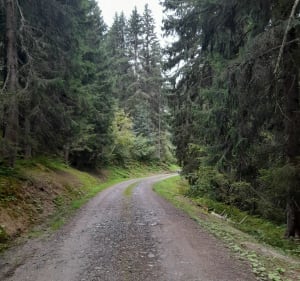 Promenade dans les alpages de Lachat - NADINE - 2