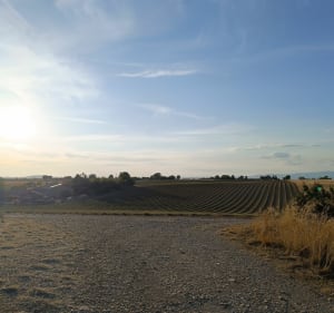 Promenade dans les champs autour du village de Valensole - Jonathan - 3