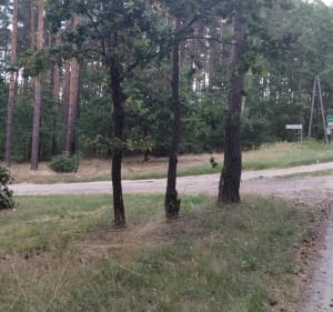 Pętla 7km - Hanulin - 4
