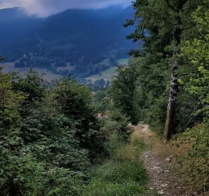 Forêt entre theys et les adrets: redescende par theys - Patrick - 5