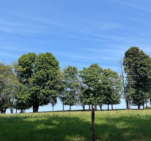 Nécropole de la Fontenelle - Lucille - 3