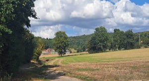 Chemin des jacinthes à Boeschepe - Francoise - 6
