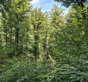 Balade en forêt de Saint-Quirin - Jérémy - 2