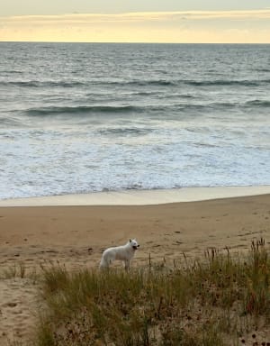Forêt et dunes à Longeville-sur-Mer. - Dany - 6