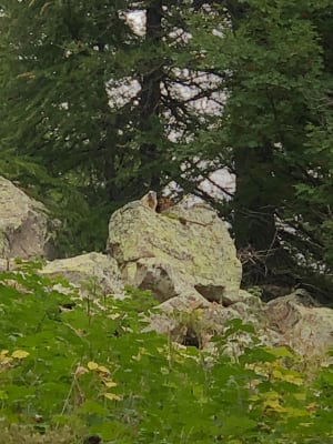 Boucle autour du Lac d’Allos - Sandrine - 6