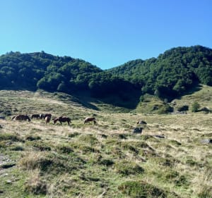 Montée  à l'Étang d'Alate - Aulus-les-Bains - 3