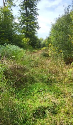 Balade au sud de la Forêt de Brotonne - Nathanaël - 2