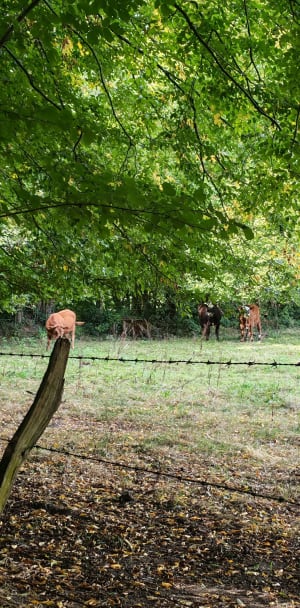 Broglie et escapade verte sur la vallée de la Charentonne - Christine - 2