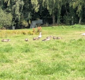 Tour des marais de Plouvain - pop62 - 4