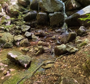 Le sentier de l’enfant sauvage - Corine  - 3