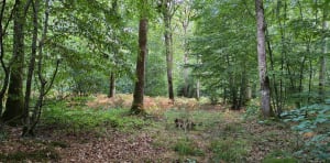 Broglie et escapade verte sur la vallée de la Charentonne - Christine - 4