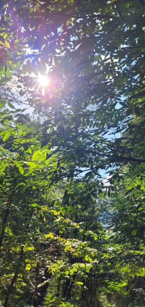 Balade en forêt de Longuenée - Laura - 9