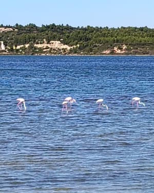 Etang Fos sur mer - David - 6