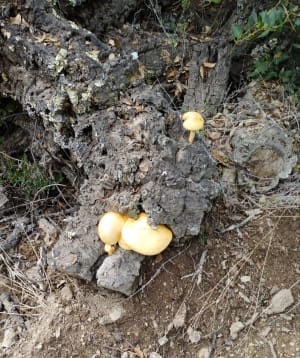 Autour de Maureillas ( Pyrénées Orientales ) - Nelly - 6