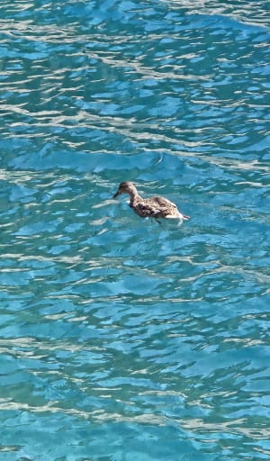 Lac bleu - Lionel - 10