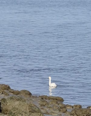 Berville-sur-Mmer et quai de Seine - YVON - 6