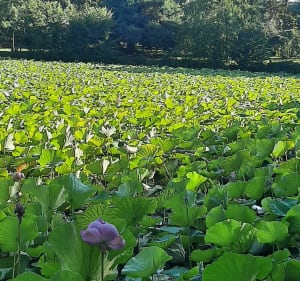 Visite de l'arboretum de Châtillon-sur-Chalaronne - Virginie - 2