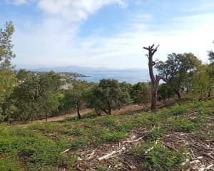 Les Issambres, Bois de la Gaillarde....parmi les mimosas - Erik - 10