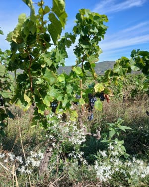 Le chemin de Saint-Martin - ANNIE - 5