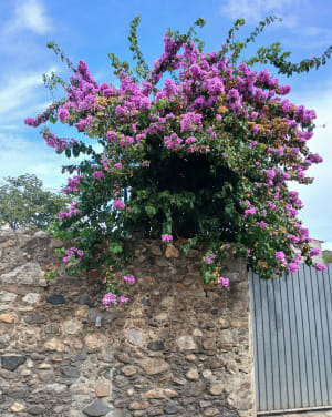 Le chemin de Saint-Martin - ANNIE - 6