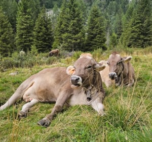 Refuges della Val Malga - Sonico - 5