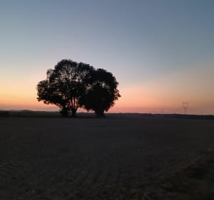 Dans les champs autour du gros theil - DAVID - 5