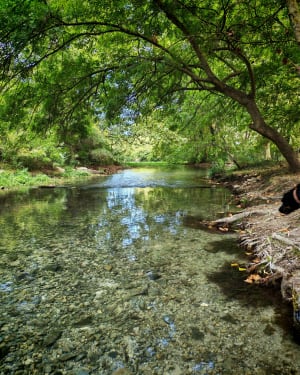 Saint-Clément-de-Rivière : dans les bois et à la source du Lez ! - M Tom Foncelle - 9