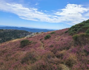 Le plateau du Caroux et Peyre Grosse - Ambre - 2