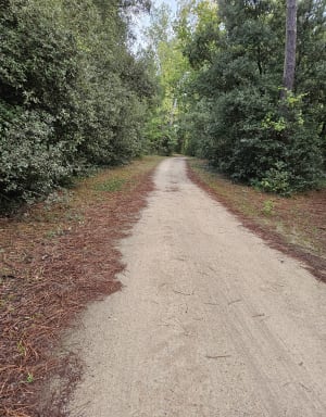 Petit chemin forestier au Rocher - JOSIANNE - 6