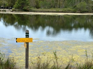 Een korte wandeling door de quincunxen - Anne Marie - 11