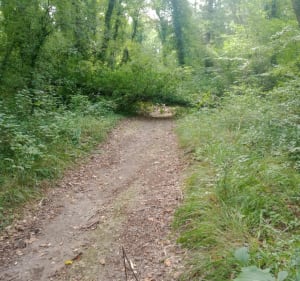 Entre lavande et forêt au Le Vaudoué - Luc - 4
