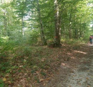 Entre lavande et forêt au Le Vaudoué - Luc - 3