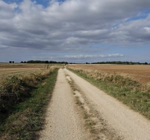 Belle balade dans les champs de Villefagnan - Laurence - 2