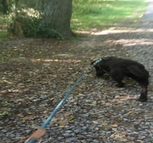 Entre Halage et réserve naturelle à Boussières-sur-Sambre - Ludovic - 4