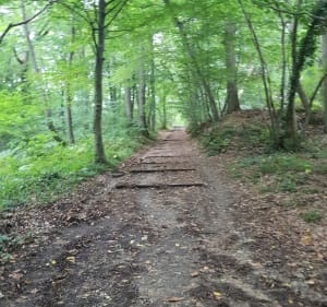 Bois de Sainte Apoline, par Etang de Plaisir - Magali - 3